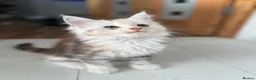 Maine Coon cats for sale: Cute Main coon boys girls kittens blue eyes  - Advert 4