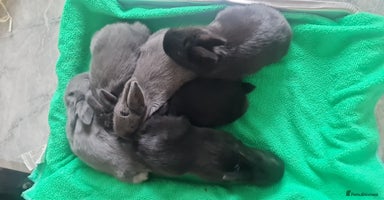 Alaska rabbits - Advert 10