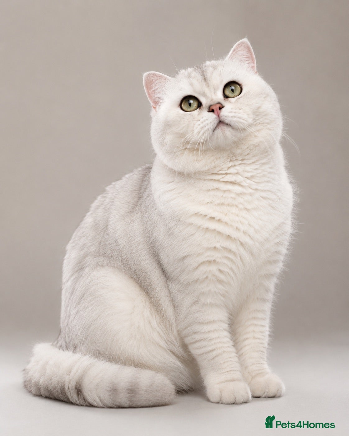 British Shorthair cats Superb quality NS12 for stud duties ONLY - Advert 1