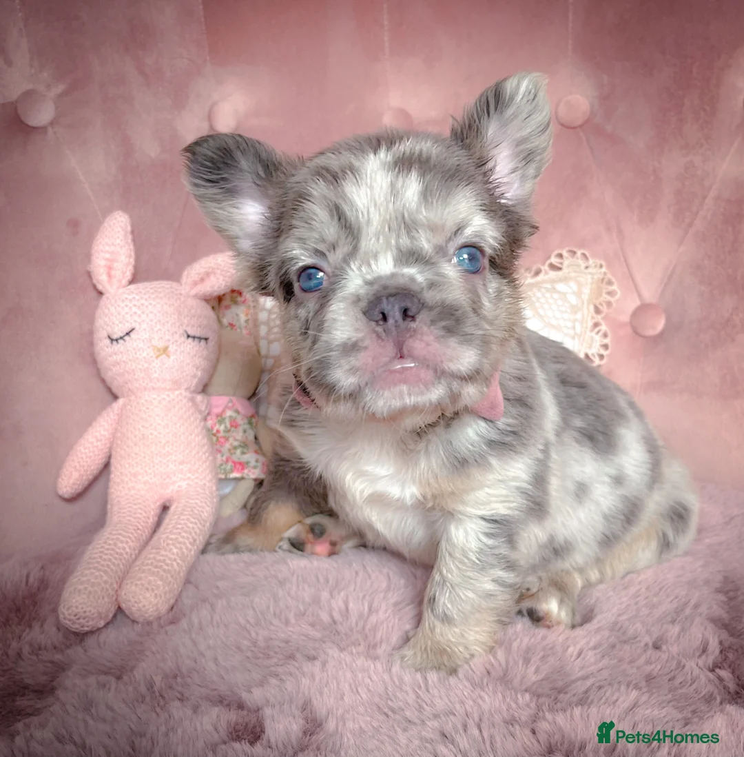 French Bulldog dogs for sale: 💞FLUFFY BOYS💞 - Advert 2