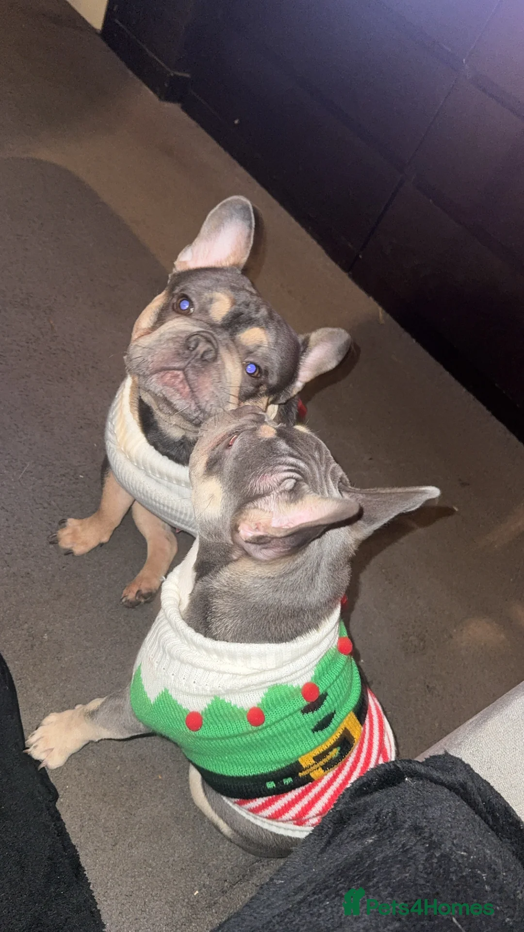 French Bulldog dogs for sale: Kc Registered French bulldog.  - Advert 5