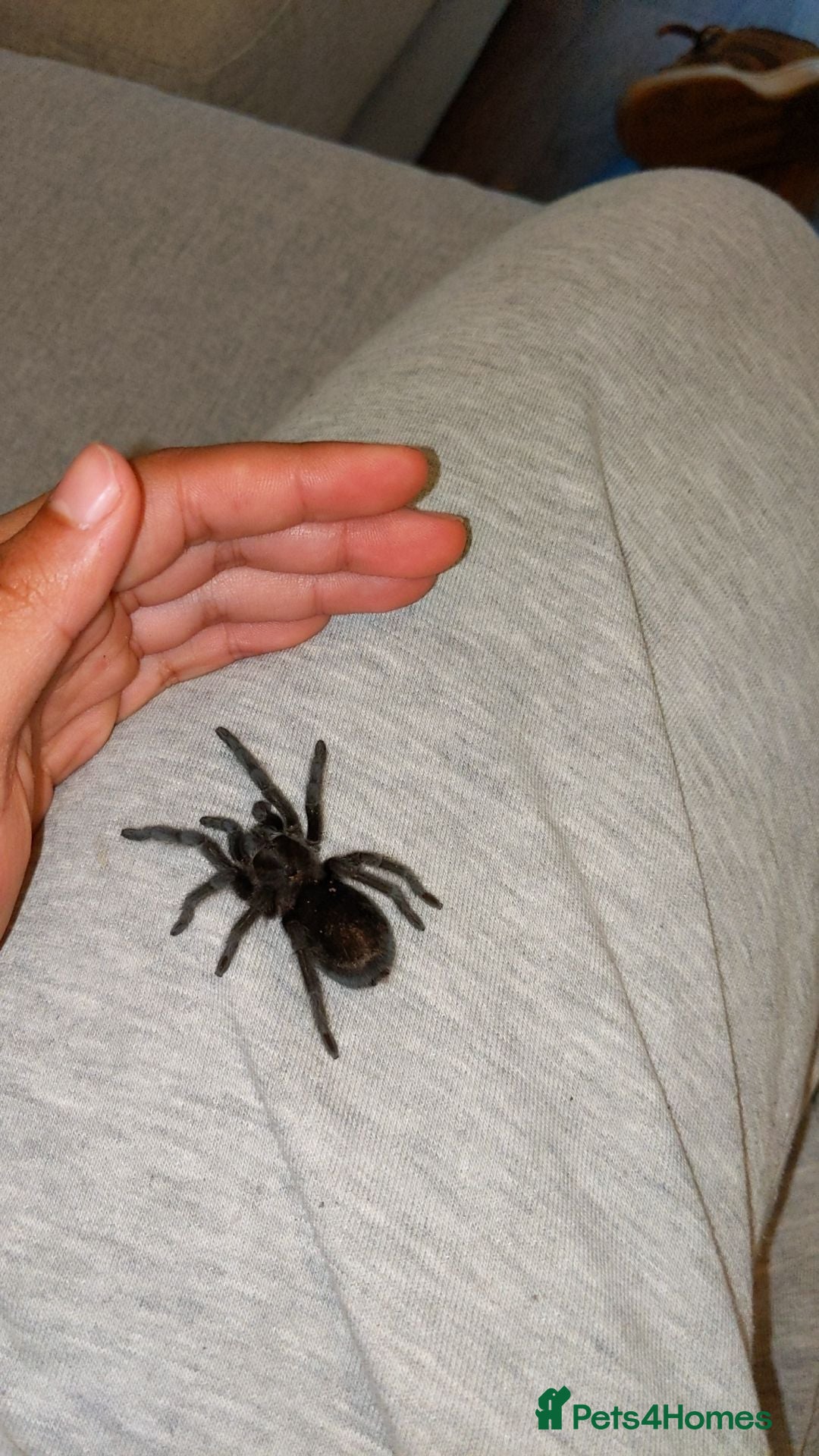 Tarantulas invertebrates Brazilian black tarantula  - Advert 10