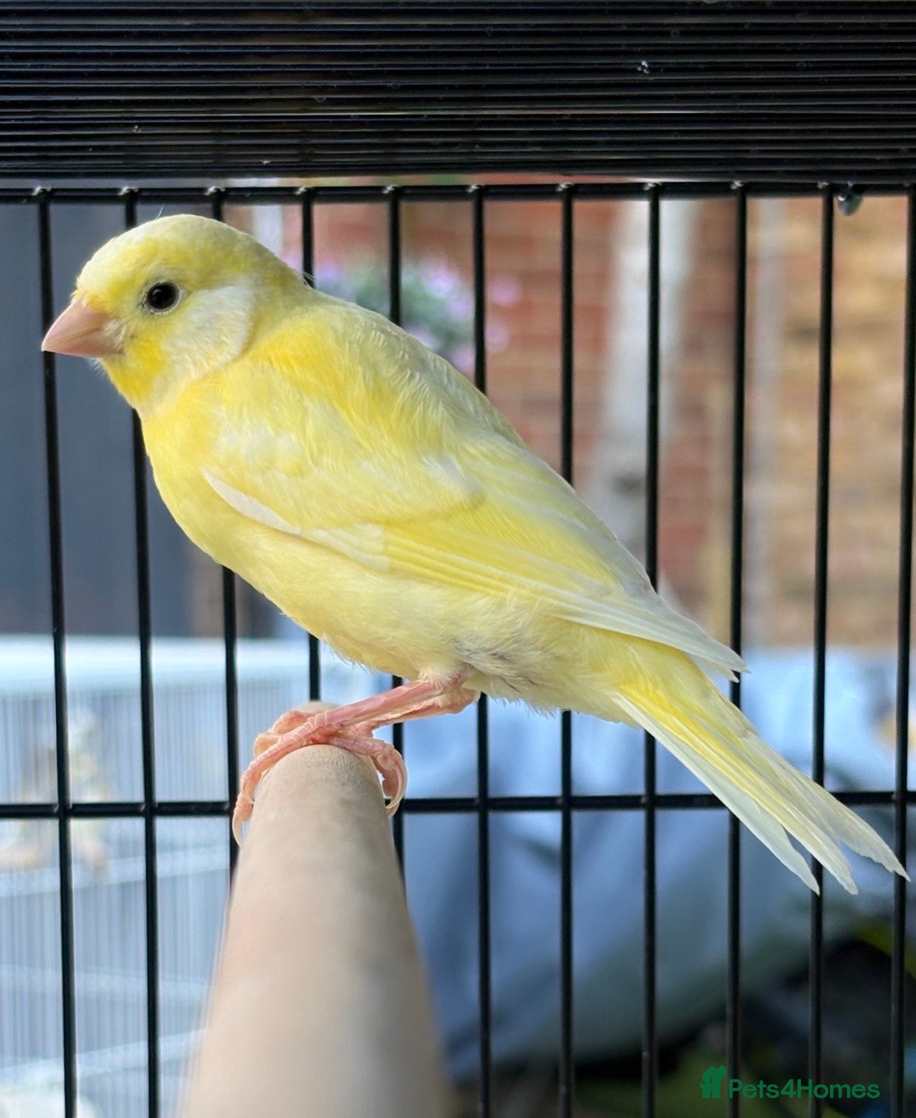 Canaries birds Yellow & white canary chicks - Advert 21