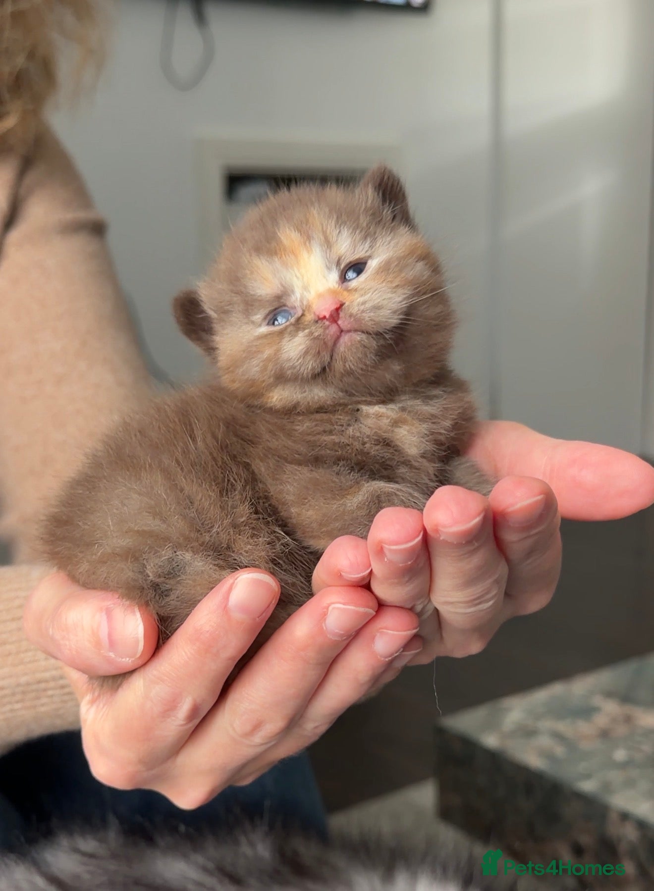 British Shorthair cats GCCF registered Chocolate tortie female kitten - Advert 5