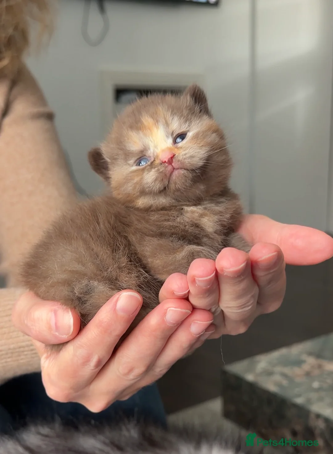 British Shorthair cats for sale: GCCF registered Chocolate tortie female kitten - Advert 1