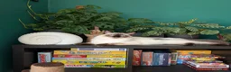 Ragdoll cats for sale: Female Ragdoll Cat For Rehoming - Advert 5