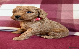 Labradoodle dogs for sale: Adorable Miniature Labradoodle F1bb Puppies🤩 - Image 12