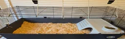 Guinea Pig rodents for sale: 2x Guinea pigs  - Advert 3