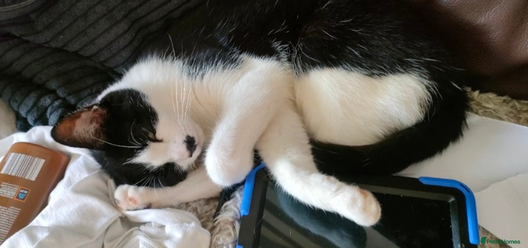 Domestic Shorthair cats for sale: 4 year old playful girl needs new home - Image 1