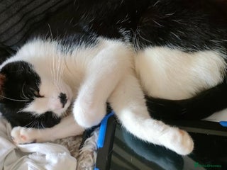 Domestic Shorthair cats - Advert 33