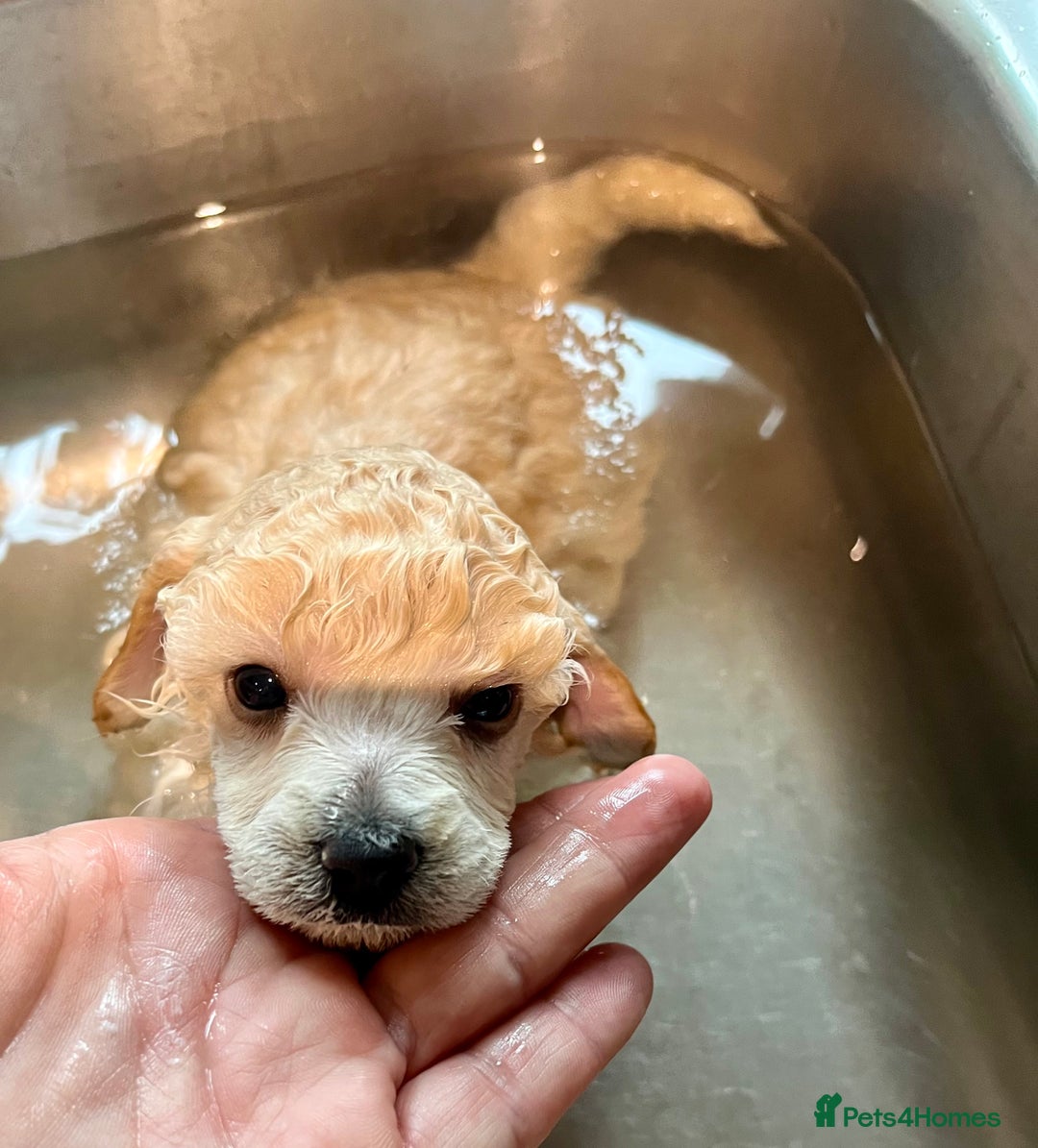 Toy Poodle dogs for sale: KC Toy Poodle Puppies - Image 13