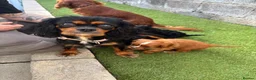 Cavalier King Charles Spaniel dogs for sale: Absolutely beautiful King Charles Cavalier puppies - Advert 1