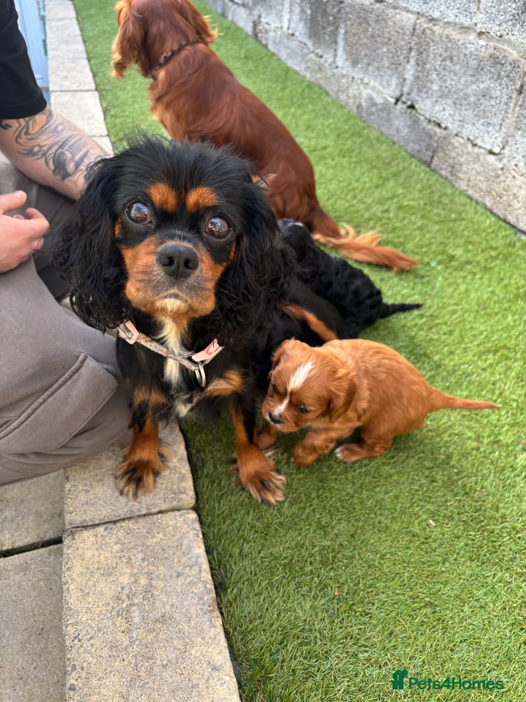 Cavalier King Charles Spaniel dogs for sale: Absolutely beautiful King Charles Cavalier puppies - Advert 1