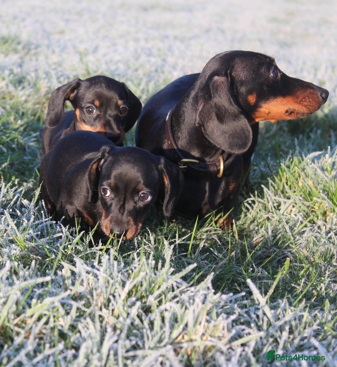 Miniature Dachshund dogs for sale: Stunning Miniature Dachshund Puppies - Advert 16