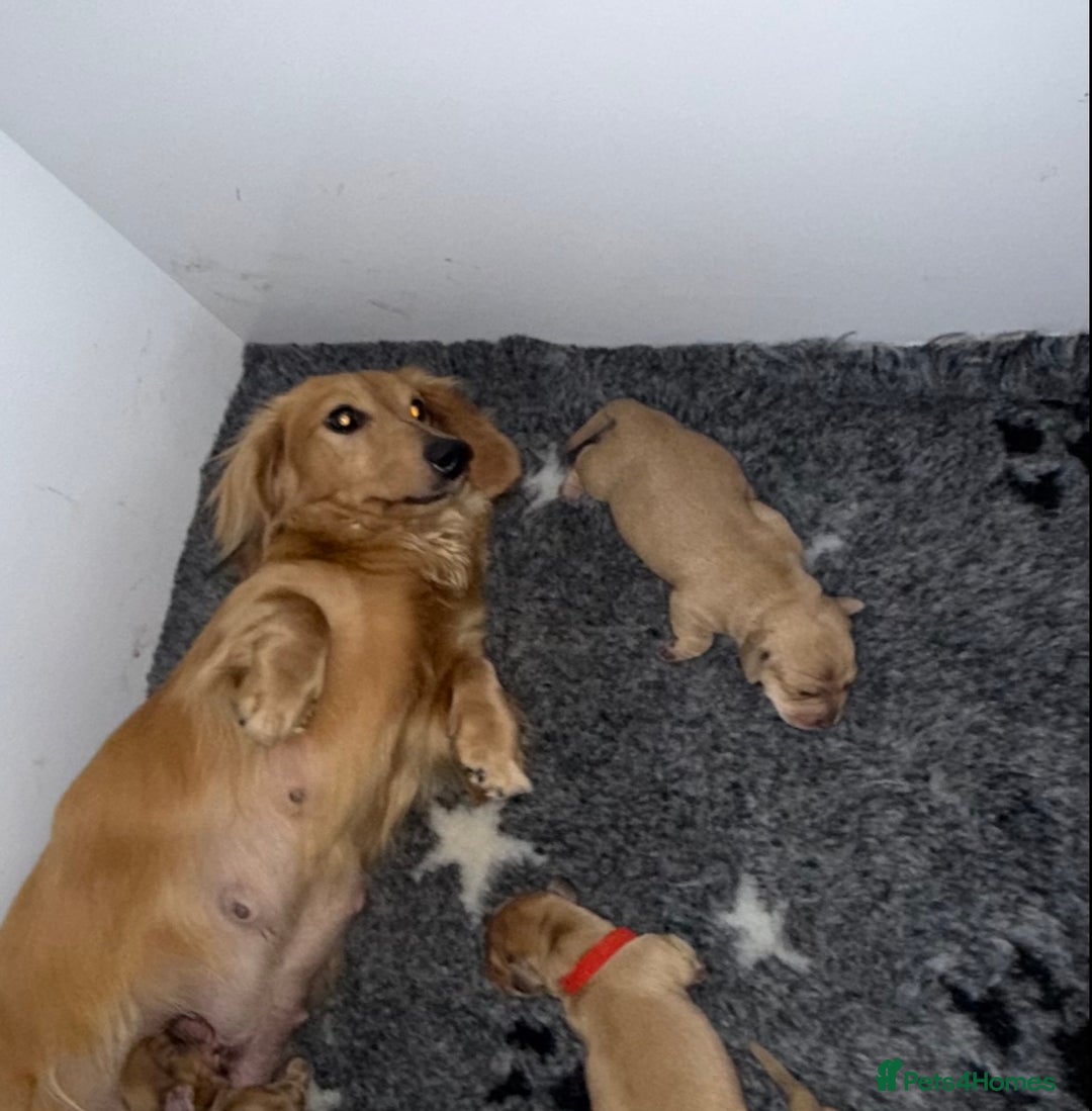 Miniature Dachshund dogs for sale: Beautiful cream miniature dachshunds  - Image 6