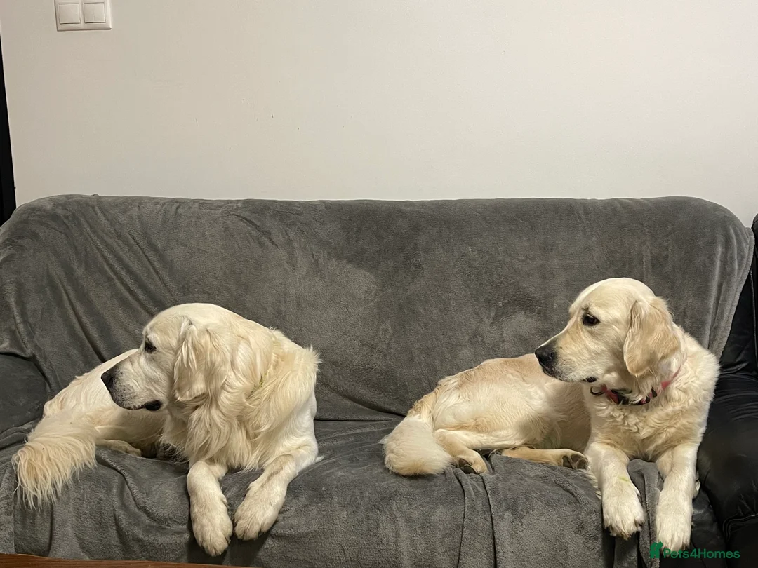 Golden Retriever dogs for sale: KC Registered golden retriever girl - Advert 6