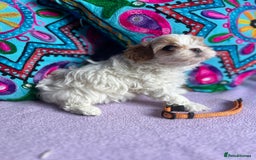 Maltipoo dogs for sale: Stunning Malticavapoo puppies NORTH STAFFORDSHIRE - Image 19