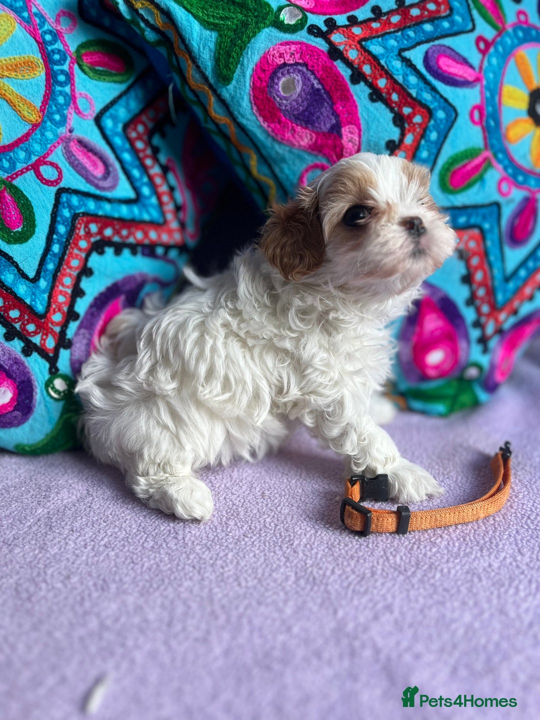 Maltipoo dogs for sale: Stunning Malticavapoo puppies NORTH STAFFORDSHIRE - Image 19