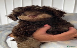 Cockapoo dogs for sale: Unique & stunning full DNA tested Cockapoo puppies - Image 36