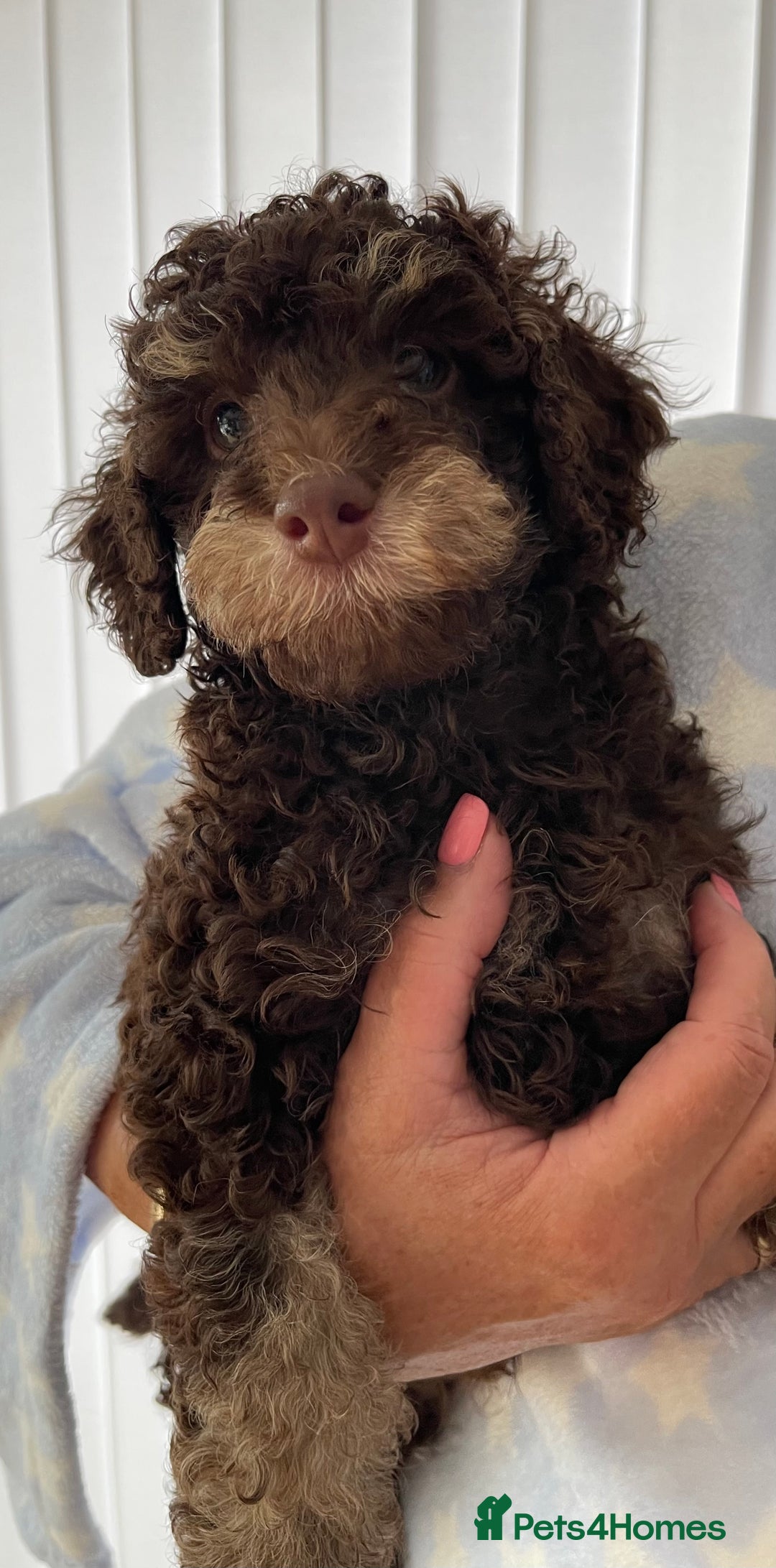 Cockapoo dogs for sale: Unique & stunning full DNA tested Cockapoo puppies - Image 36