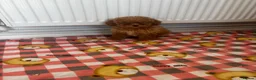 Toy Poodle dogs for sale: minature poodle pups available  in Uckfield - Advert 6