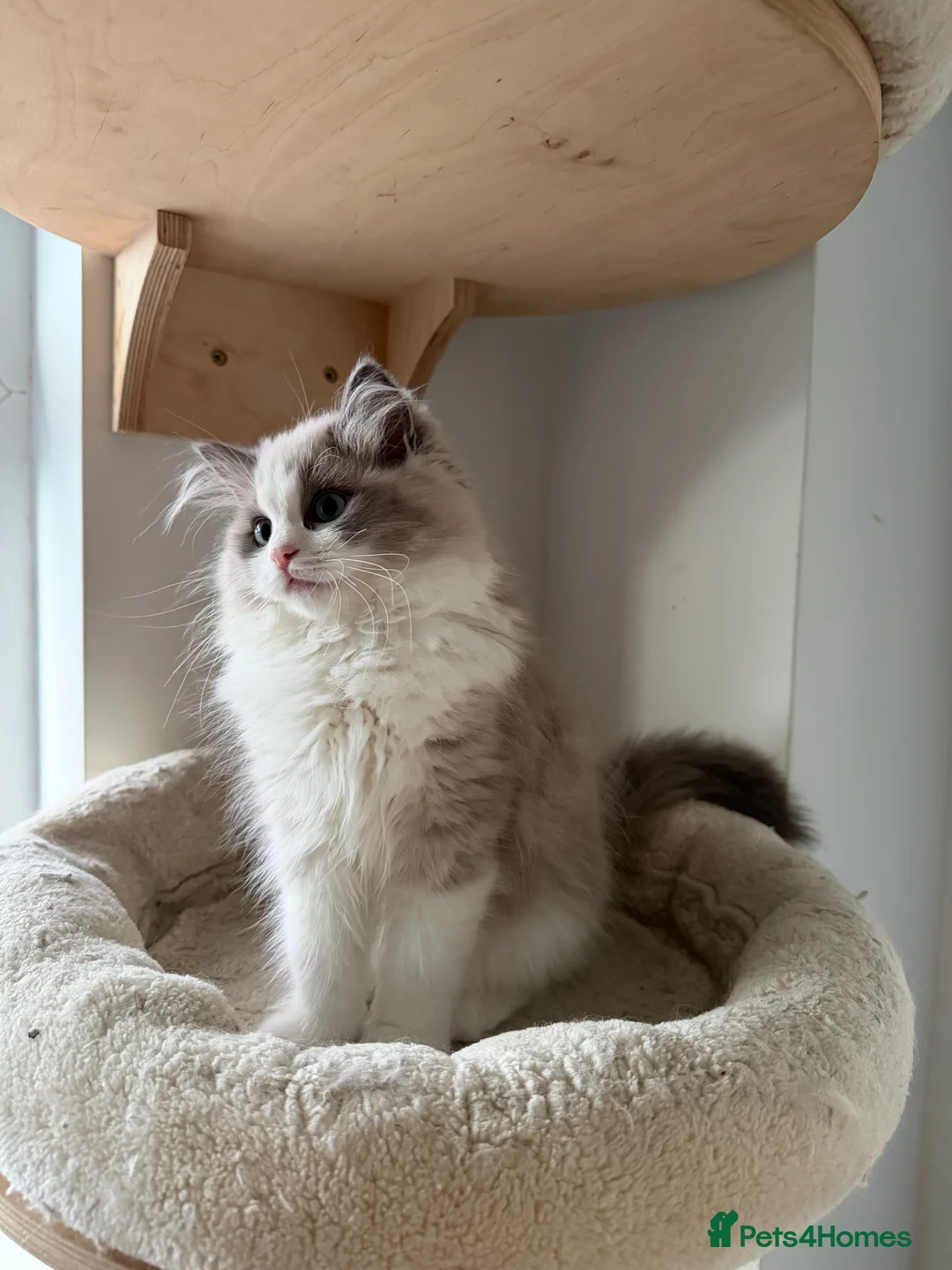 Ragdoll cats for sale: TICA registered cherubim kitten - Advert 5