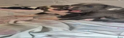 Staffordshire Bull Terrier dogs for sale: Staffordshire bully puppies  - Advert 9