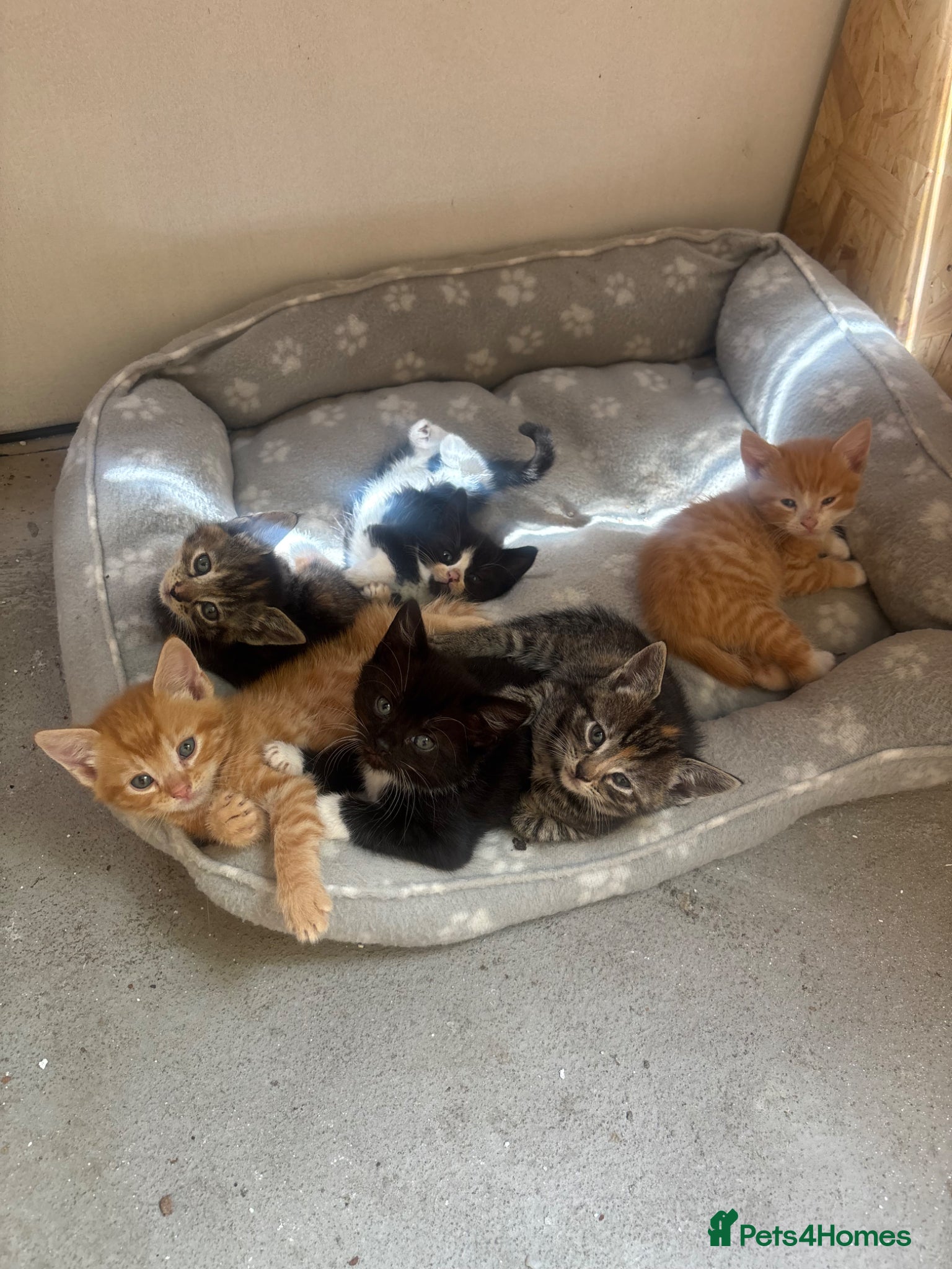Mixed Breed cats 6 beautiful kittens  - Advert 1