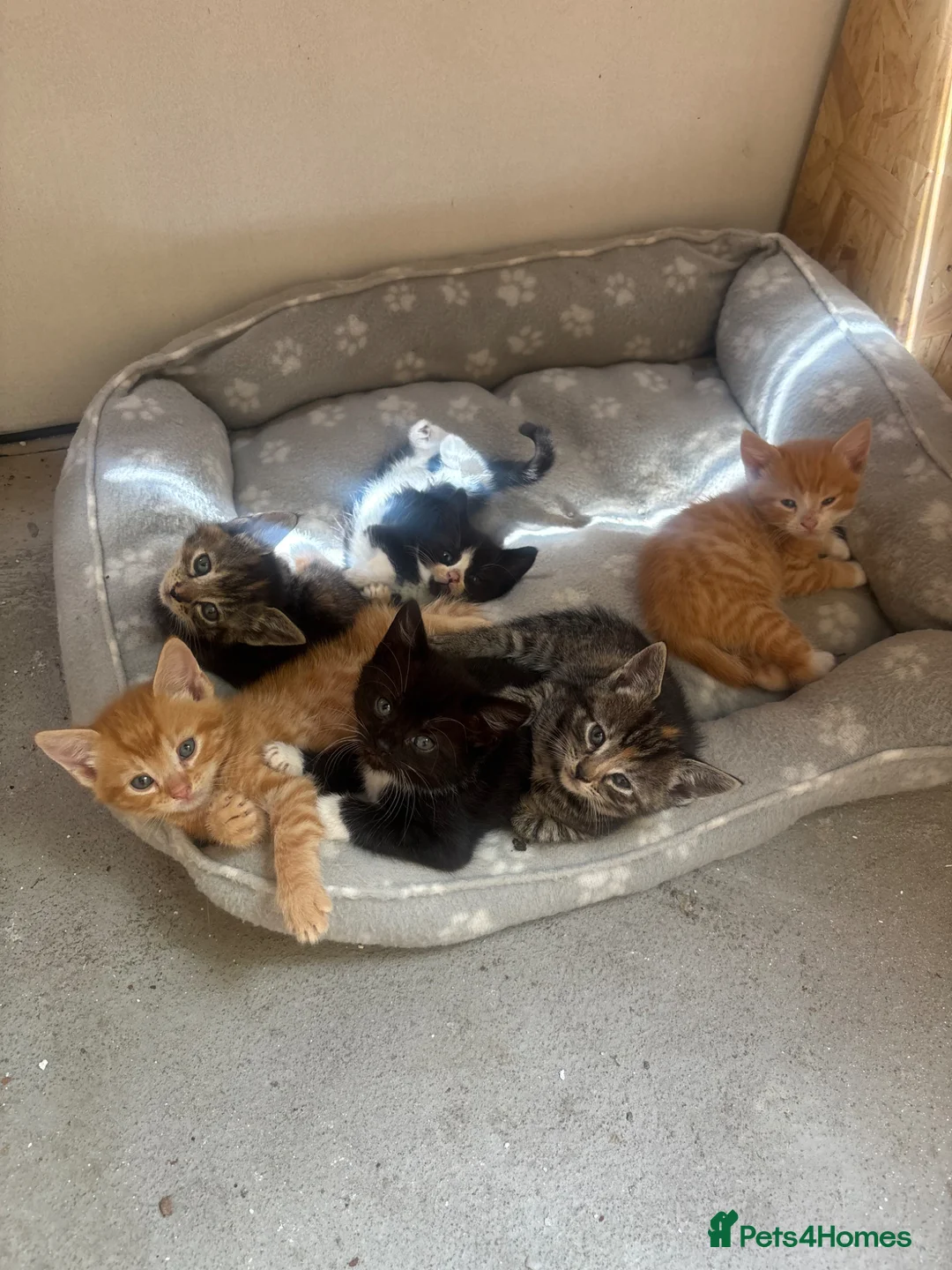 Mixed Breed cats for sale: 6 beautiful kittens  - Advert 1