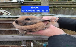 Netherland Dwarf rabbits for sale: Netherlands dwarf rabbits  - Advert 6