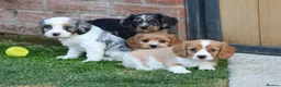 Cockapoo dogs for sale: Beautiful Cockerlierpoo puppies for sale - Advert 1