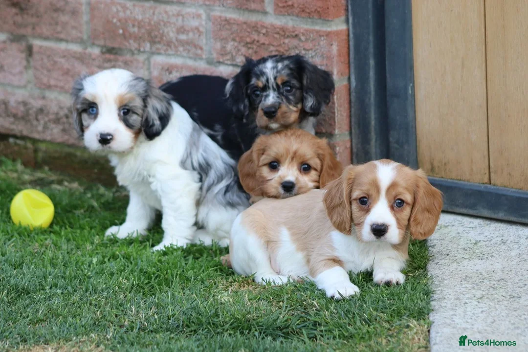 Cockapoo dogs for sale: Beautiful Cockerlierpoo puppies for sale - Advert 1