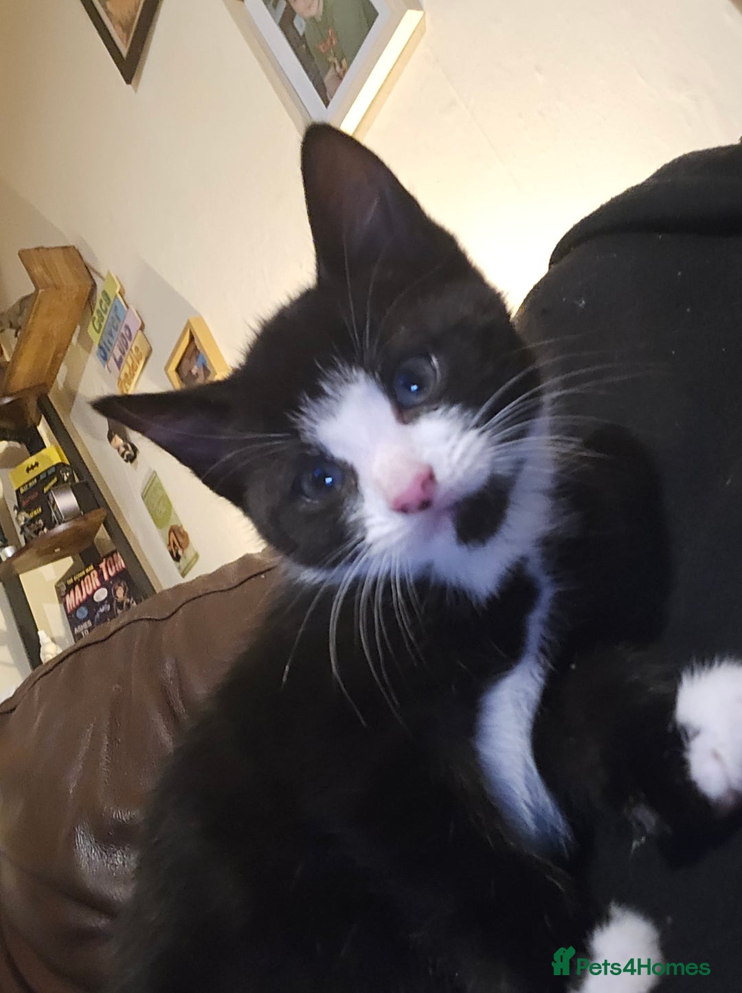 Mixed Breed cats for sale: Kittens for sale - Image 10