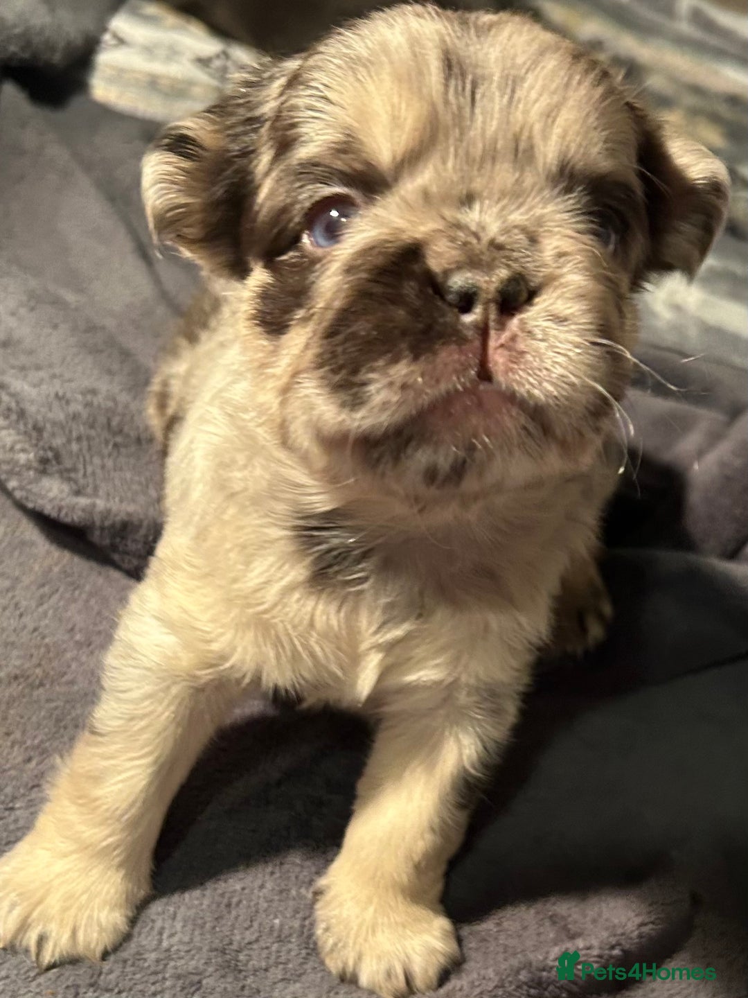 French Bulldog dogs for sale: 🐾🔥 Fluffy French bulldogs 🔥🐾 - Advert 3