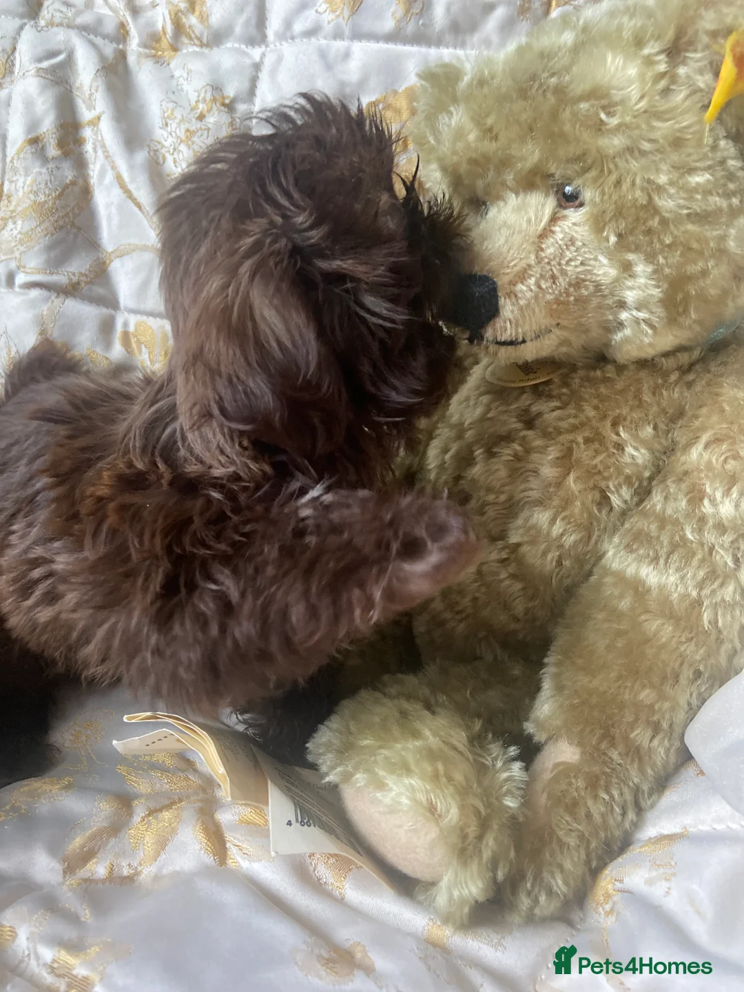 Shih Tzu dogs for sale: Beautiful imperial shihtzu boy pups - Advert 10