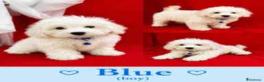 blue-Maltipoo Puppy 3