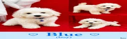 Maltipoo dogs for sale: Beautiful Maltipoo Puppies Looking4Forever Homes - Advert 12