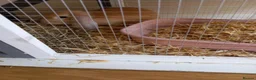Mixed Breed rabbits for sale: Rabbit for sale in Northampton - Advert 2