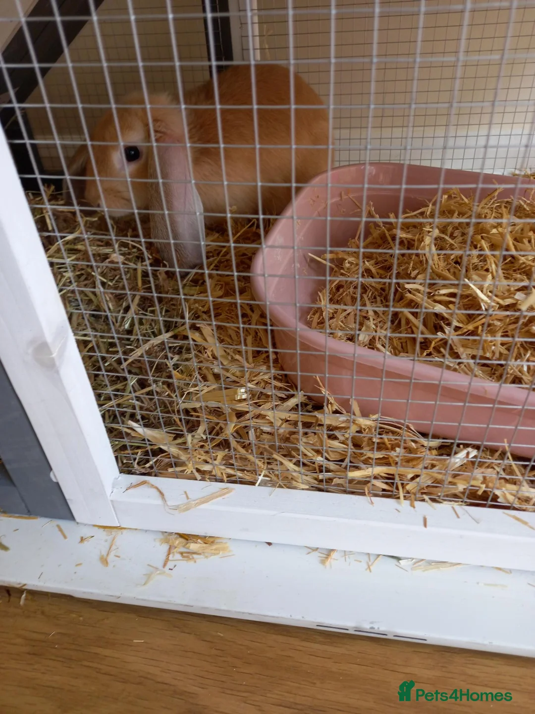 Mixed Breed rabbits for sale: Rabbit for sale in Northampton - Advert 2