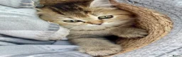 British Shorthair cats for sale: 🏆🌺Last Adorable little BSH Ready🏆 - Advert 11