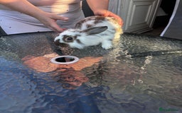 Lionhead rabbits for sale: Lionhead rabbits  - Image 3