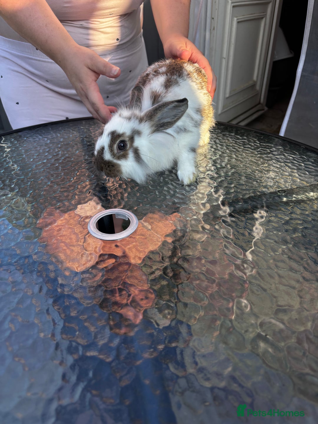 Lionhead rabbits for sale: Lionhead rabbits  - Image 3