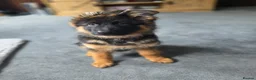 German Shepherd dogs for sale: Beautiful Black&Tan German Shepherd Male (Shadow) in Wellingborough - Advert 5