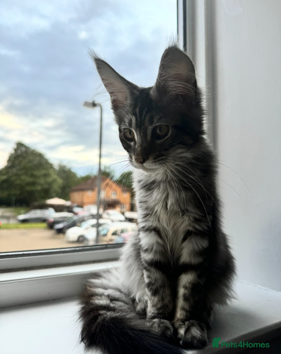 Maine Coon cats for sale: X Maine coon Silver Tabby Female  - Advert 8