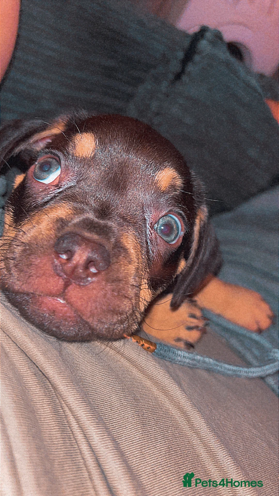 Mixed Breed dogs for sale: Spud the pup - Advert 1