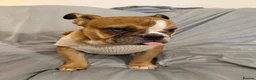 English Bulldog dogs for sale: Female English bulldog puppy  - Advert 3