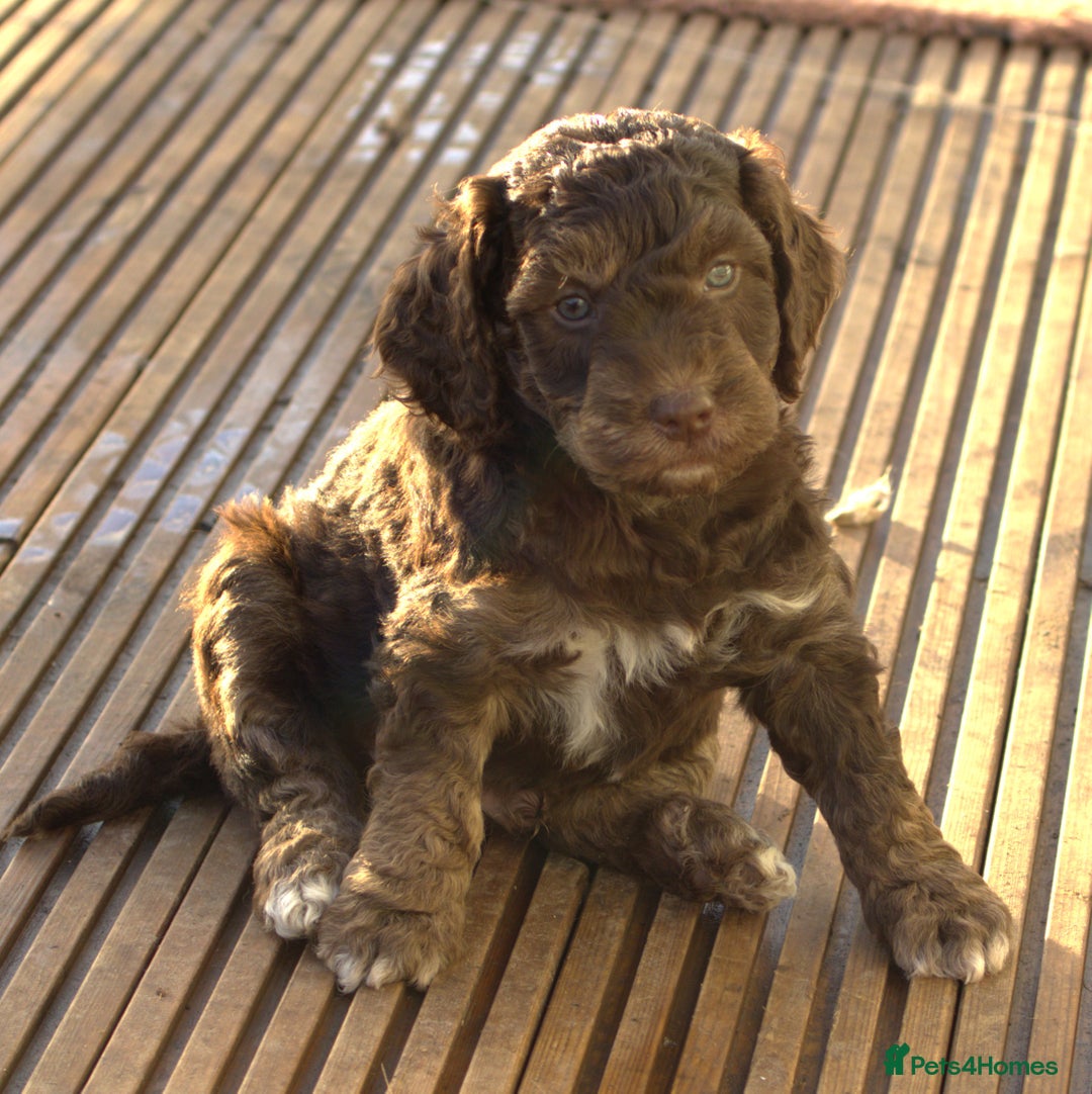 Labradoodle dogs for sale: 🐾🌈 Bred for Potential, Raised for Resilience🐾🌈 - Advert 8