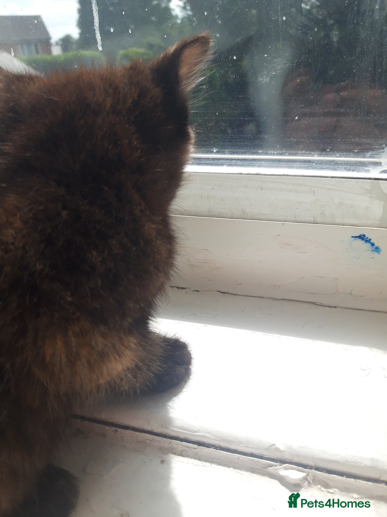 Mixed Breed cats for sale: Special home for special kitten - Advert 1