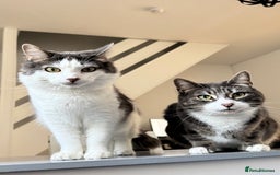 Ragdoll cats for sale: 2 Ragdoll mix fluffy cat  - Image 3