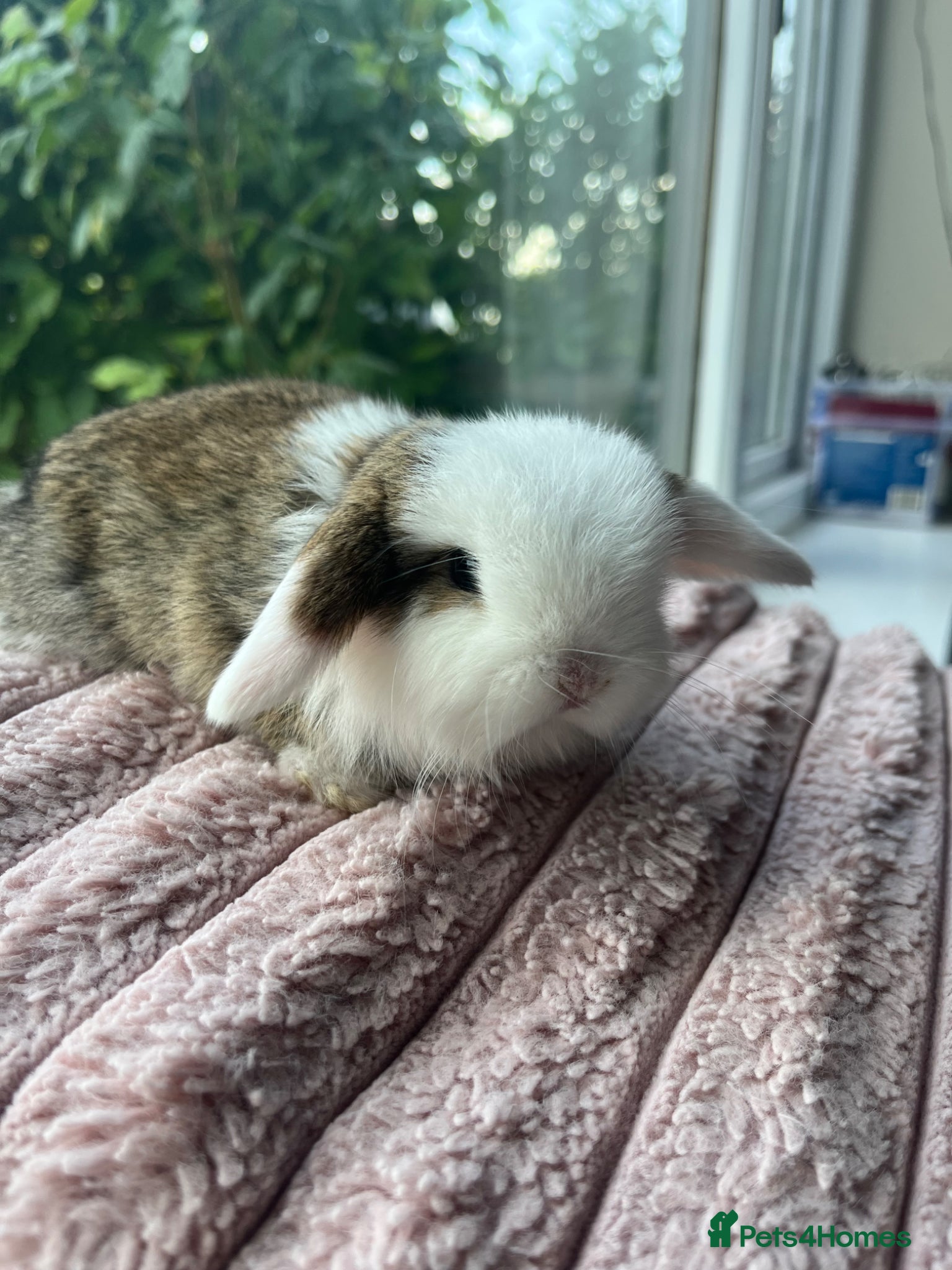Mini Lop rabbits for sale: Male mini lop kits RTL 16th June - Advert 5